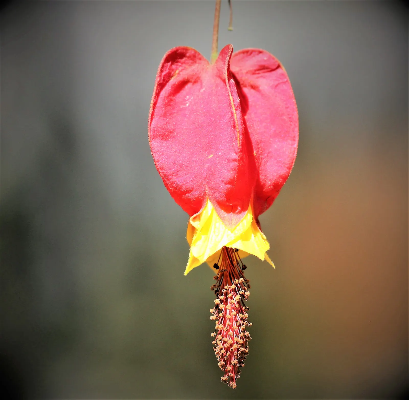 Trailing Abutilon (Abutilon Megapotamicum) — Typically reaching 2-3 feet in height with a spread of 3-4 feet; a light application of a balanced, image 57