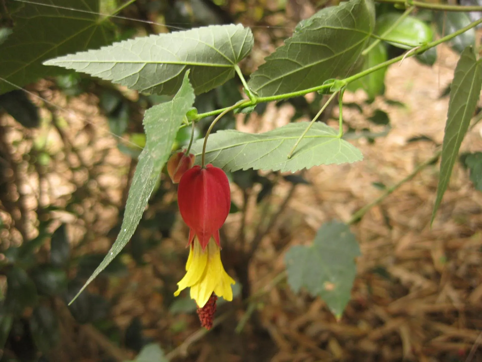 Trailing Abutilon (Abutilon Megapotamicum) — scientifically named Abutilon megapotamicum; enclosed by a papery red calyx, image 60