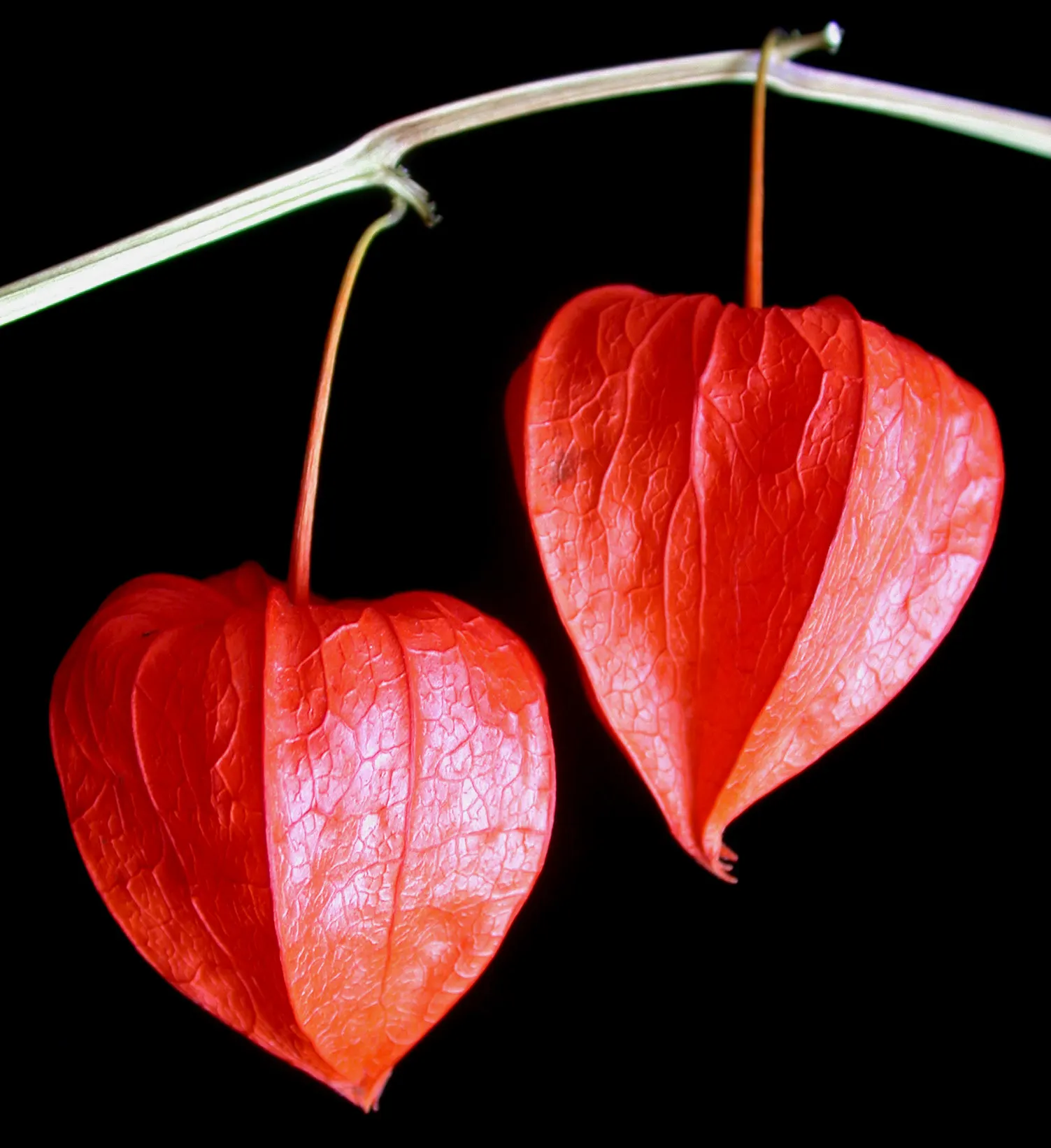 Trailing Abutilon (Abutilon Megapotamicum) — offering vertical dimension to garden designs