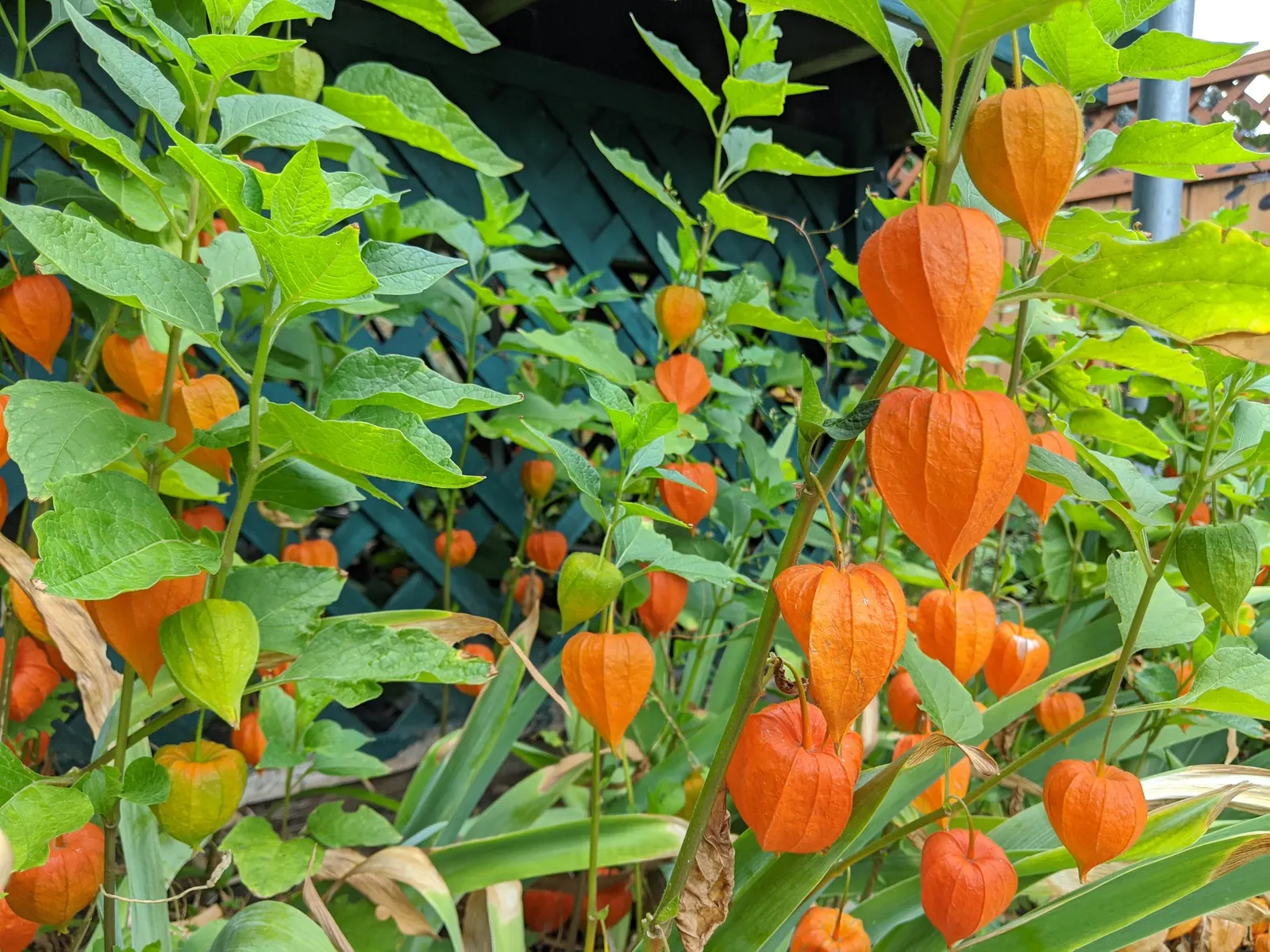 Trailing Abutilon (Abutilon Megapotamicum) — Abutilon megapotamicum can be trained against a trellis or wall; ideal for USDA zones 8-10, it thrives in full sun