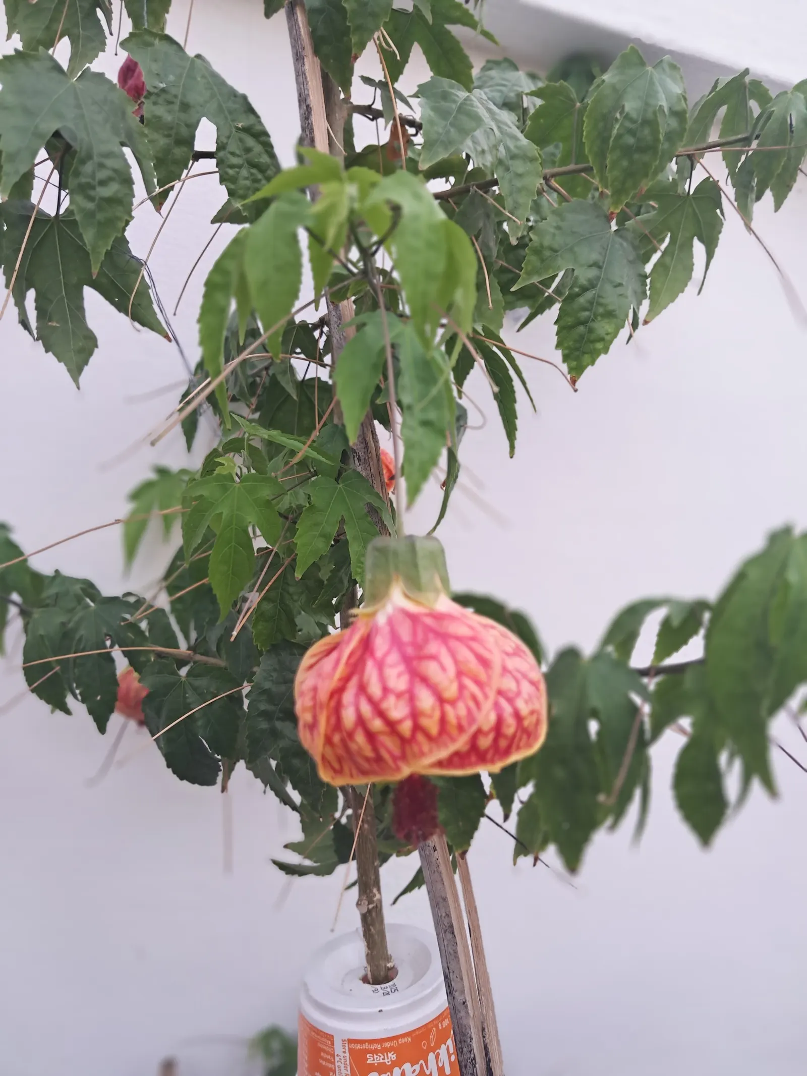 Trailing Abutilon (Abutilon Megapotamicum) — yet it is crucial to avoid waterlogged conditions which can lead to root rot; the Chinese Lantern thrives in USDA