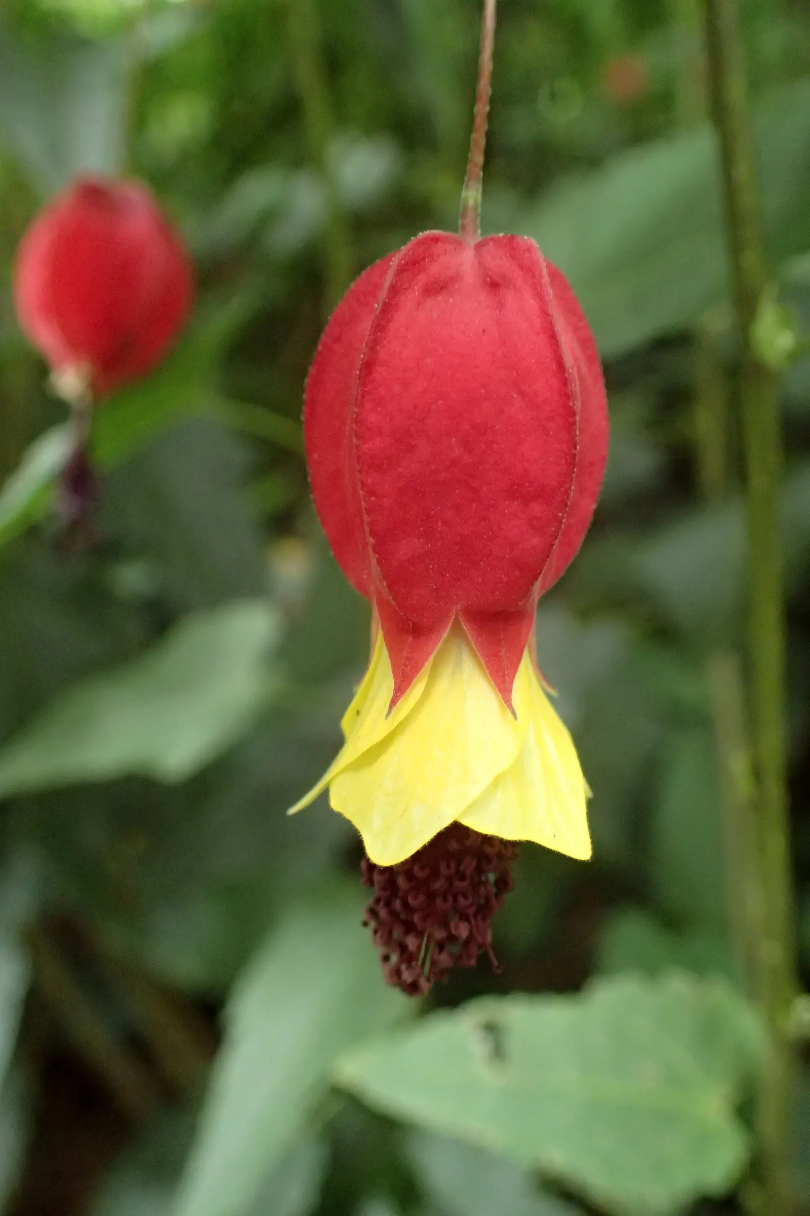 Trailing Abutilon (Abutilon Megapotamicum) — This semi-evergreen shrub typically reaches a height of 6 to 10 feet and spreads out 4 to 6 feet, image 61