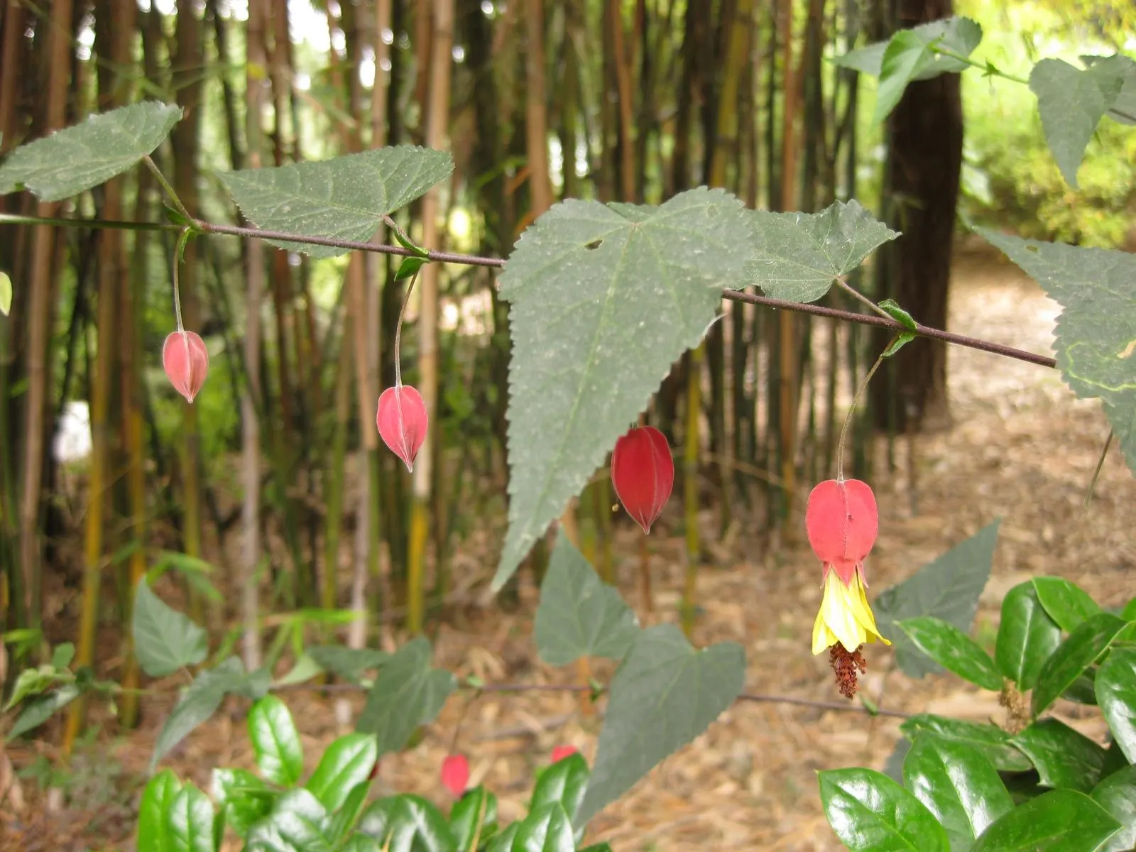 Trailing Abutilon (Abutilon Megapotamicum) — especially during dry spells