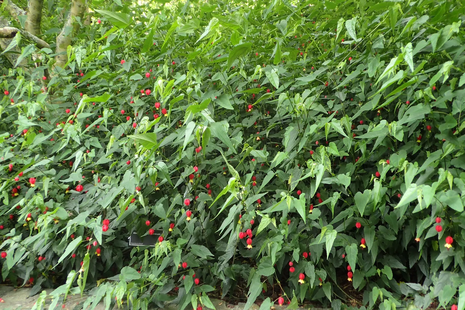 Trailing Abutilon (Abutilon Megapotamicum) — the Chinese Lantern thrives in USDA hardiness zones 7 to 10