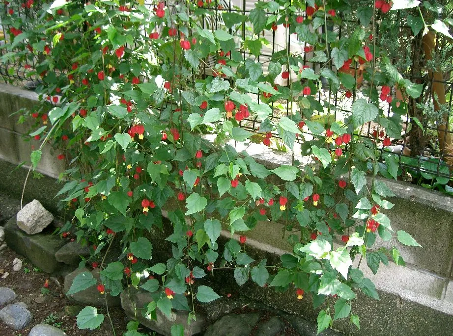 Trailing Abutilon (Abutilon Megapotamicum) — injecting prolonged seasonal interest.<br><br>For care