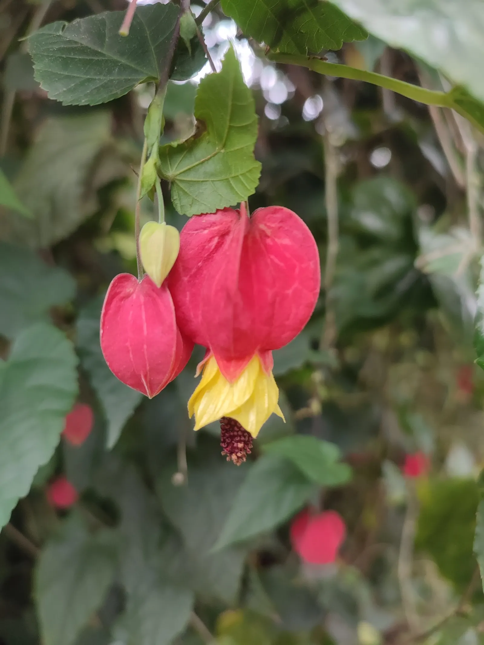 Trailing Abutilon (Abutilon Megapotamicum) — and versatility in the landscape; typically reaching 2-3 feet in height with a spread of 3-4 feet, image 78