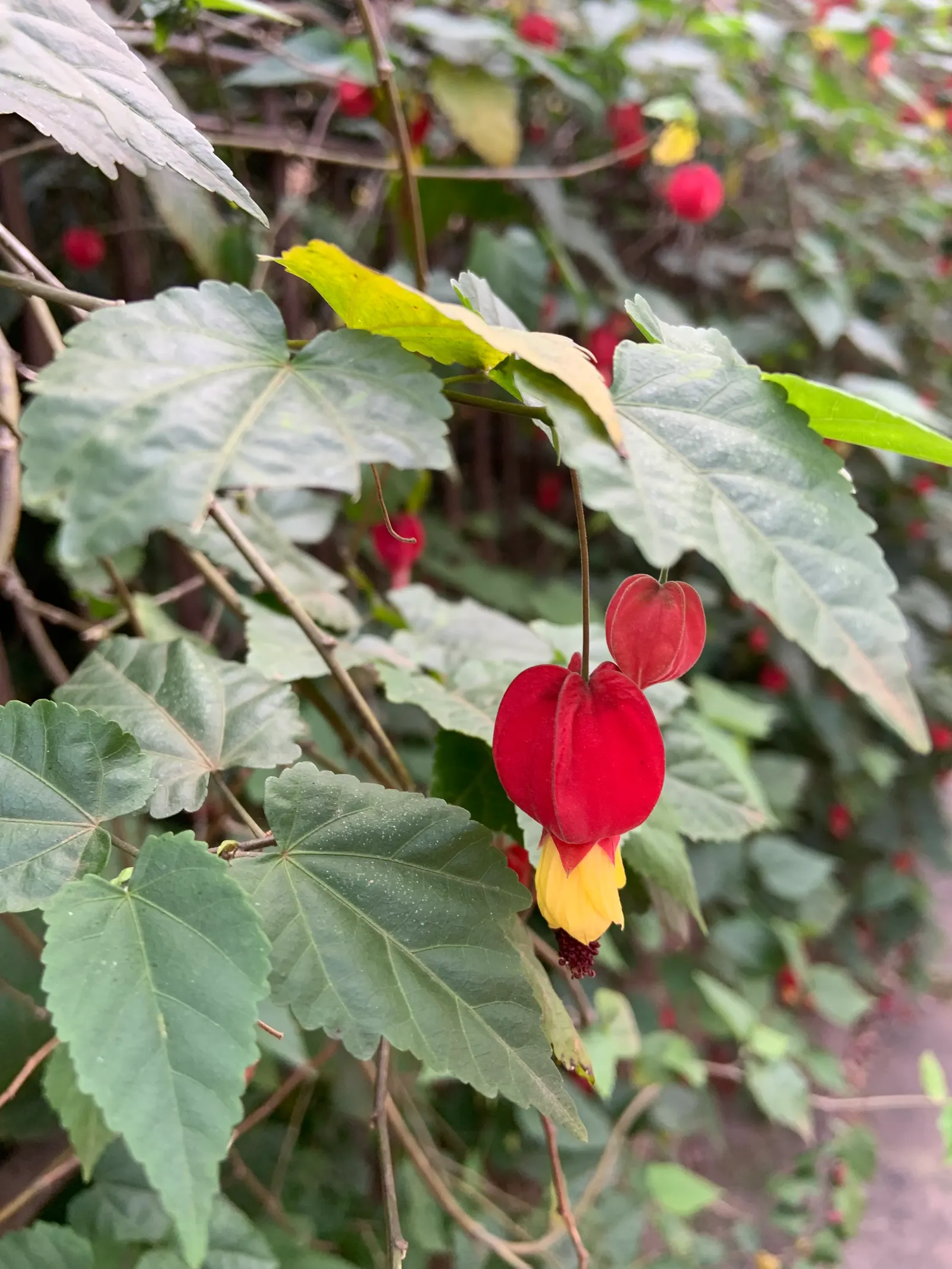 Trailing Abutilon (Abutilon Megapotamicum) — is a trailing evergreen shrub featuring bell-shaped yellow flowers with striking red calyces
