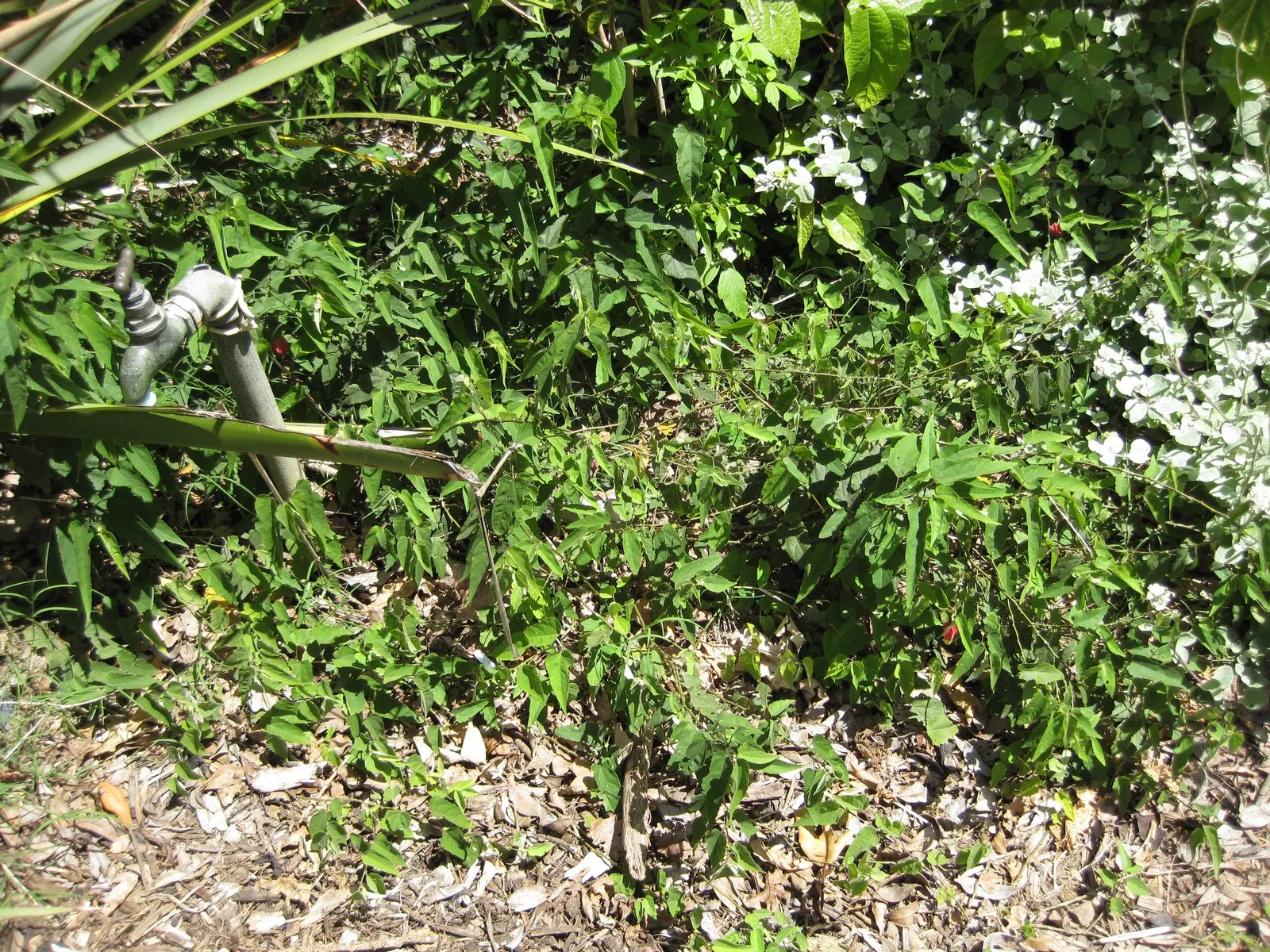 Trailing Abutilon (Abutilon Megapotamicum) — scientifically named Abutilon megapotamicum; enclosed by a papery red calyx
