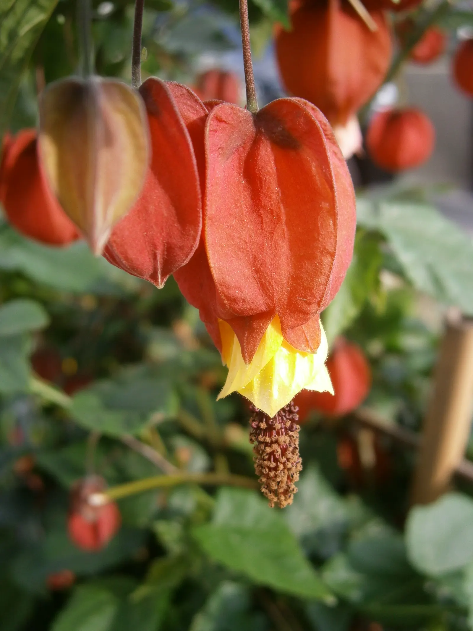 Trailing Abutilon (Abutilon Megapotamicum) — which showcase yellow petals; abutilon megapotamicum can be trained against a trellis or wall, image 65