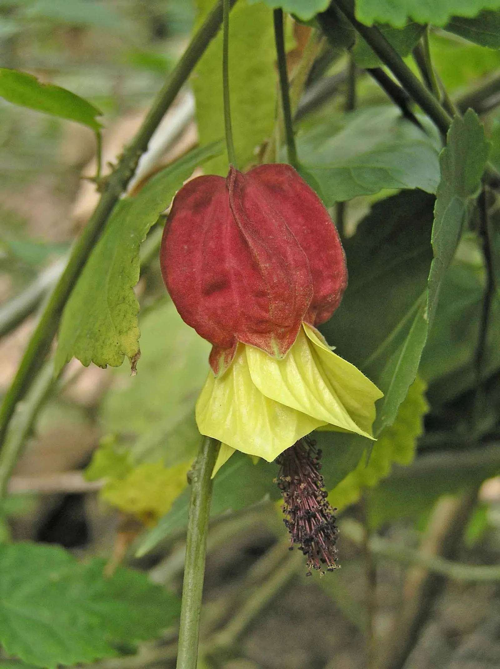 Trailing Abutilon (Abutilon Megapotamicum) — the Chinese Lantern thrives in USDA hardiness zones 7 to 10; shrub / vine with multi-colored and red, image 62