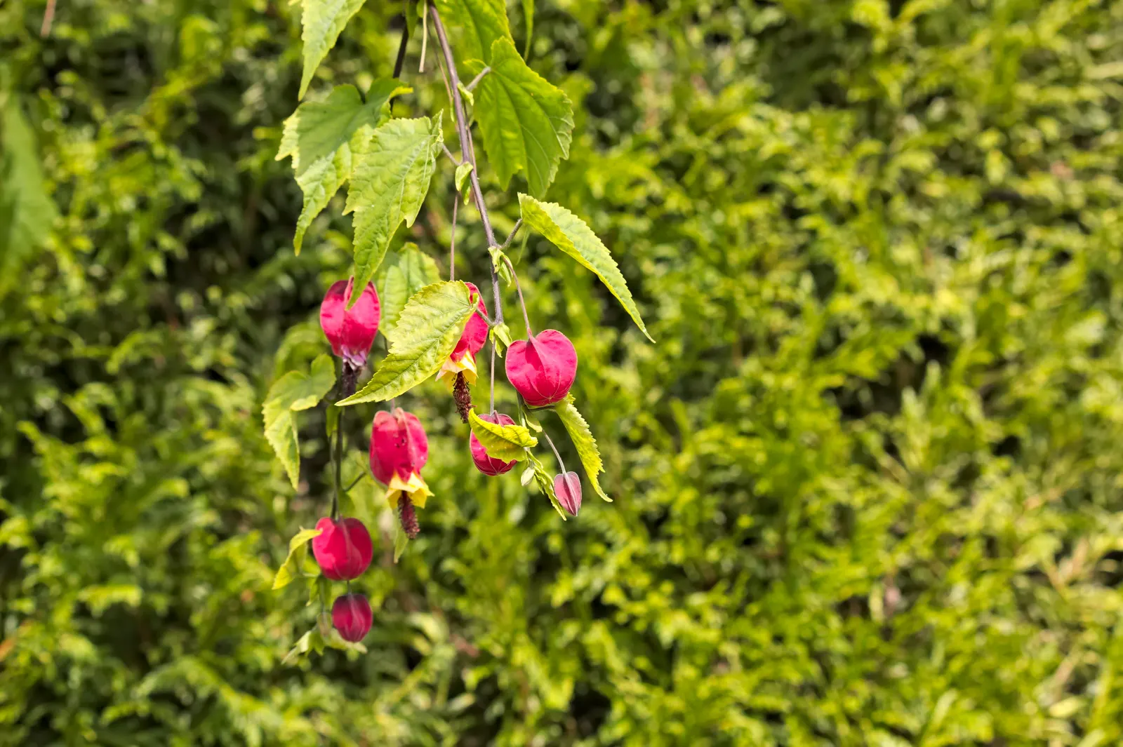 Trailing Abutilon (Abutilon Megapotamicum) — Bloom time extends from late spring to early fall; this semi-evergreen shrub typically reaches a height of 6 to 10