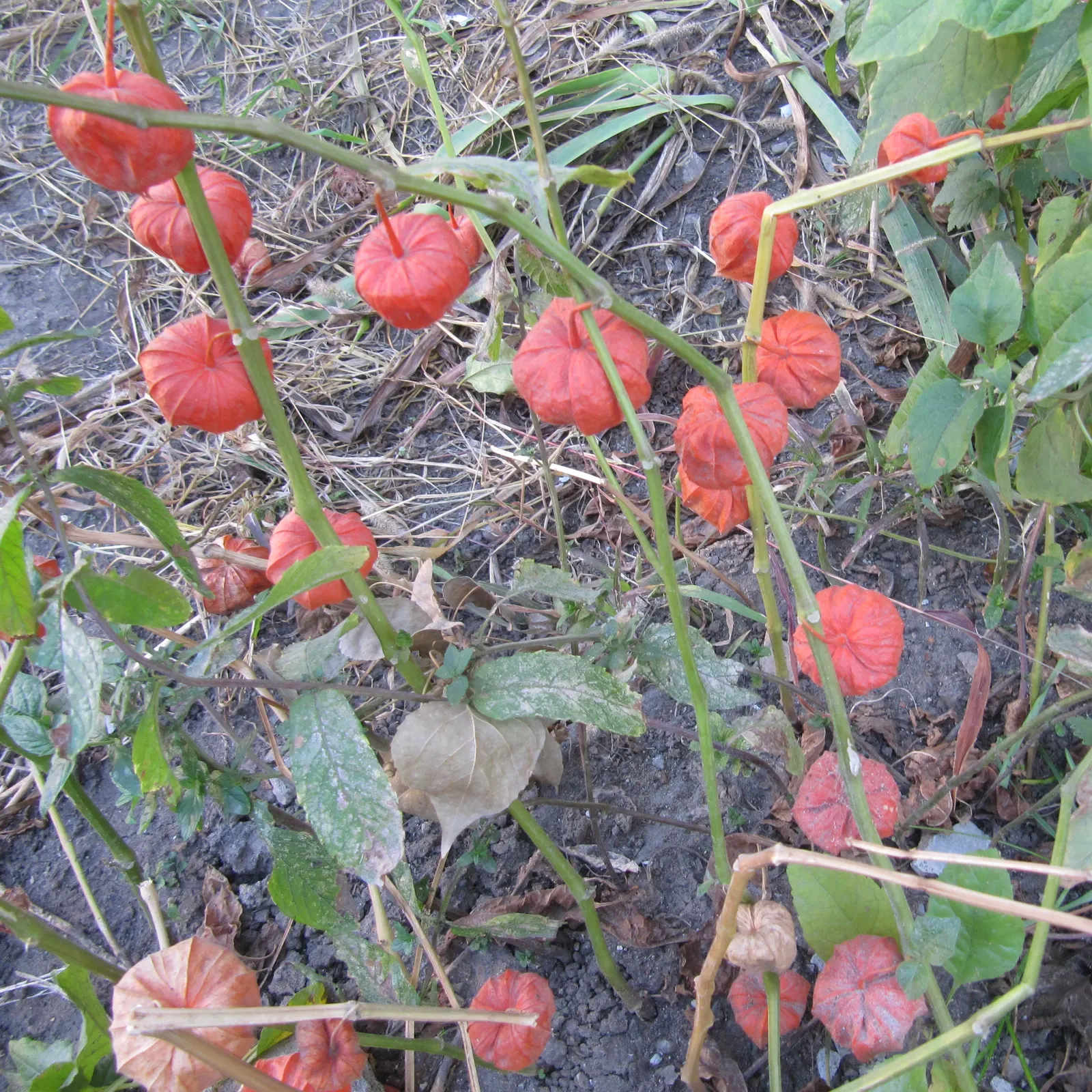 Trailing Abutilon (Abutilon Megapotamicum) — offering vertical dimension to garden designs; fertile soil and flourishes best when planted in a, image 75