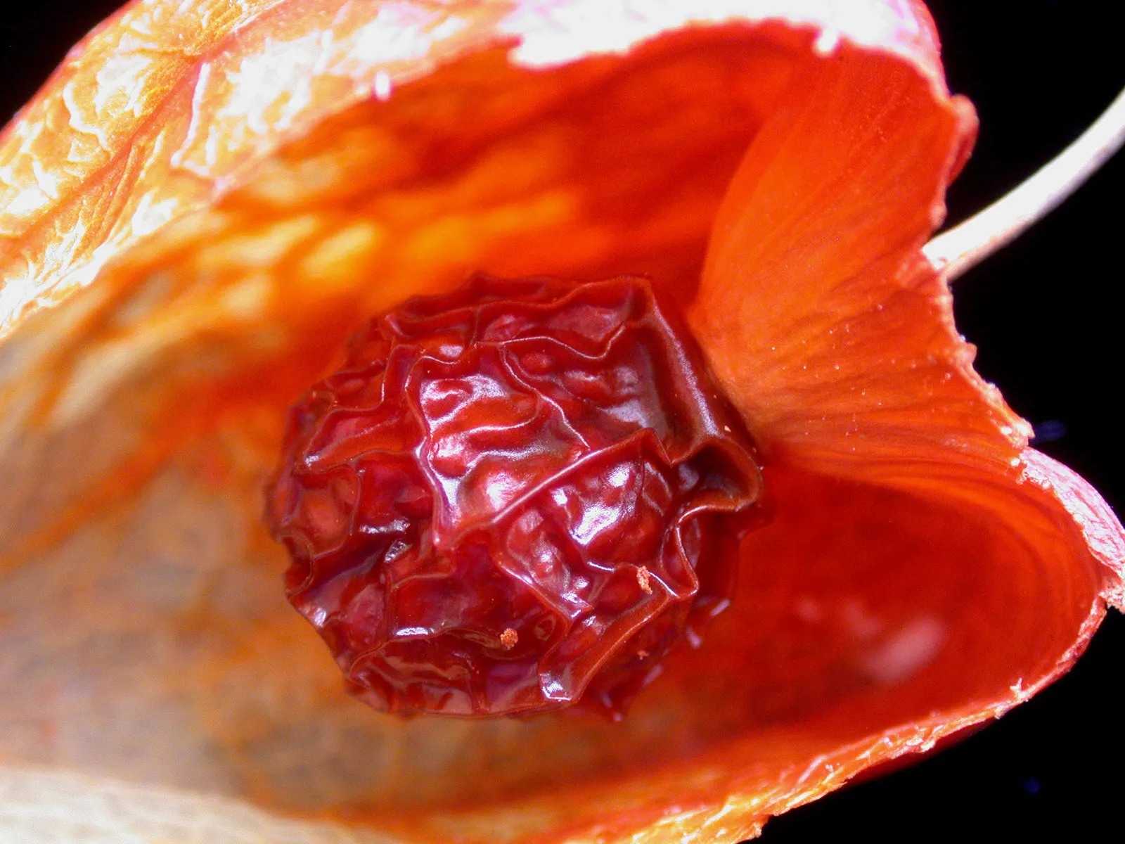 Trailing Abutilon (Abutilon Megapotamicum) — A light application of a balanced; regular watering is essential, image 72