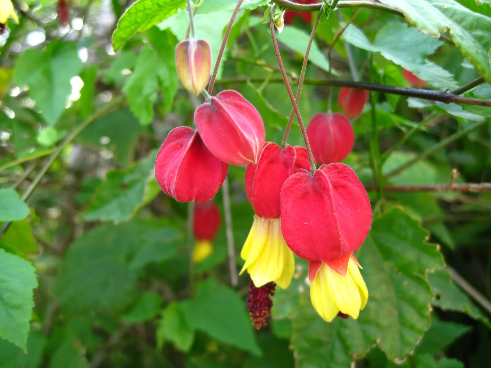 Trailing Abutilon (Abutilon Megapotamicum) — underscore its exotic appearance