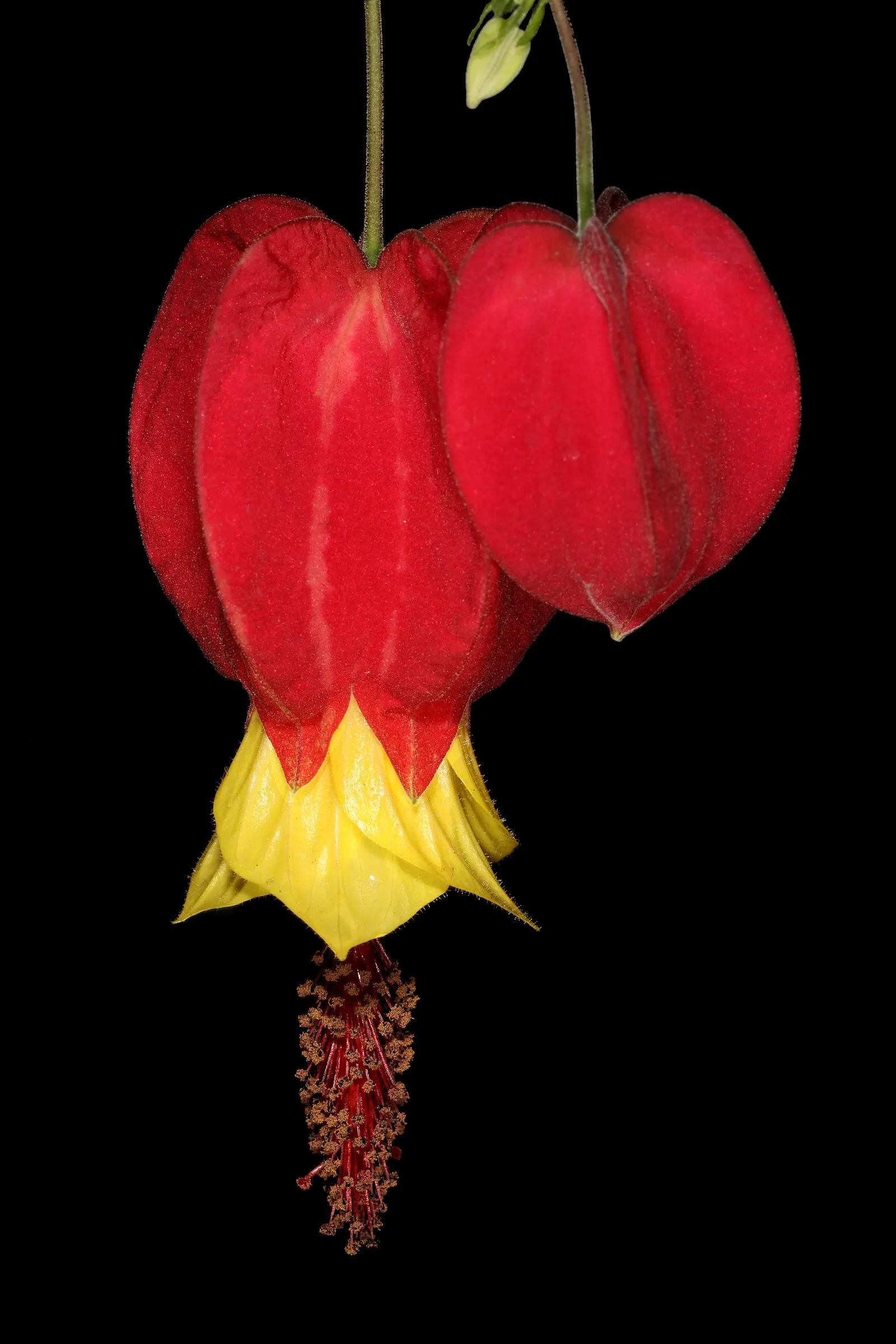 Trailing Abutilon (Abutilon Megapotamicum) — shrub / vine with multi-colored and red blooms; yet it is crucial to avoid waterlogged conditions which can lead