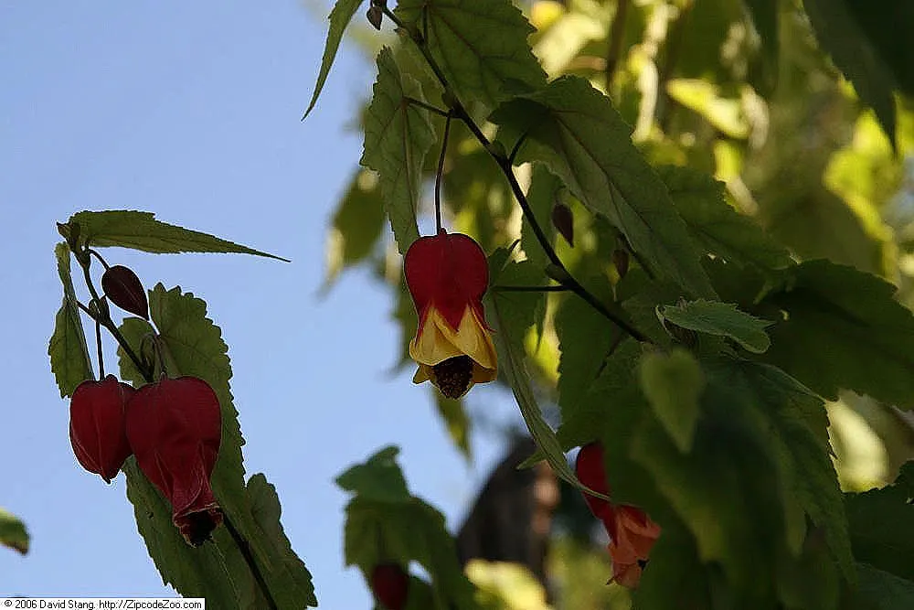 Trailing Abutilon (Abutilon Megapotamicum) — and versatility in the landscape