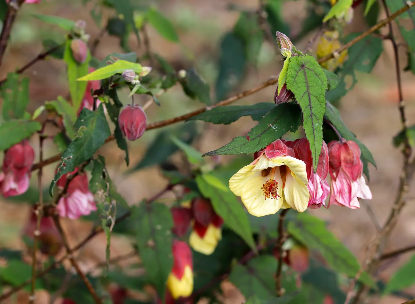 Trailing Abutilon (Abutilon Megapotamicum) — it adds vibrant color and cascading beauty to trellises and hanging baskets; multi-colored and red flowers in the