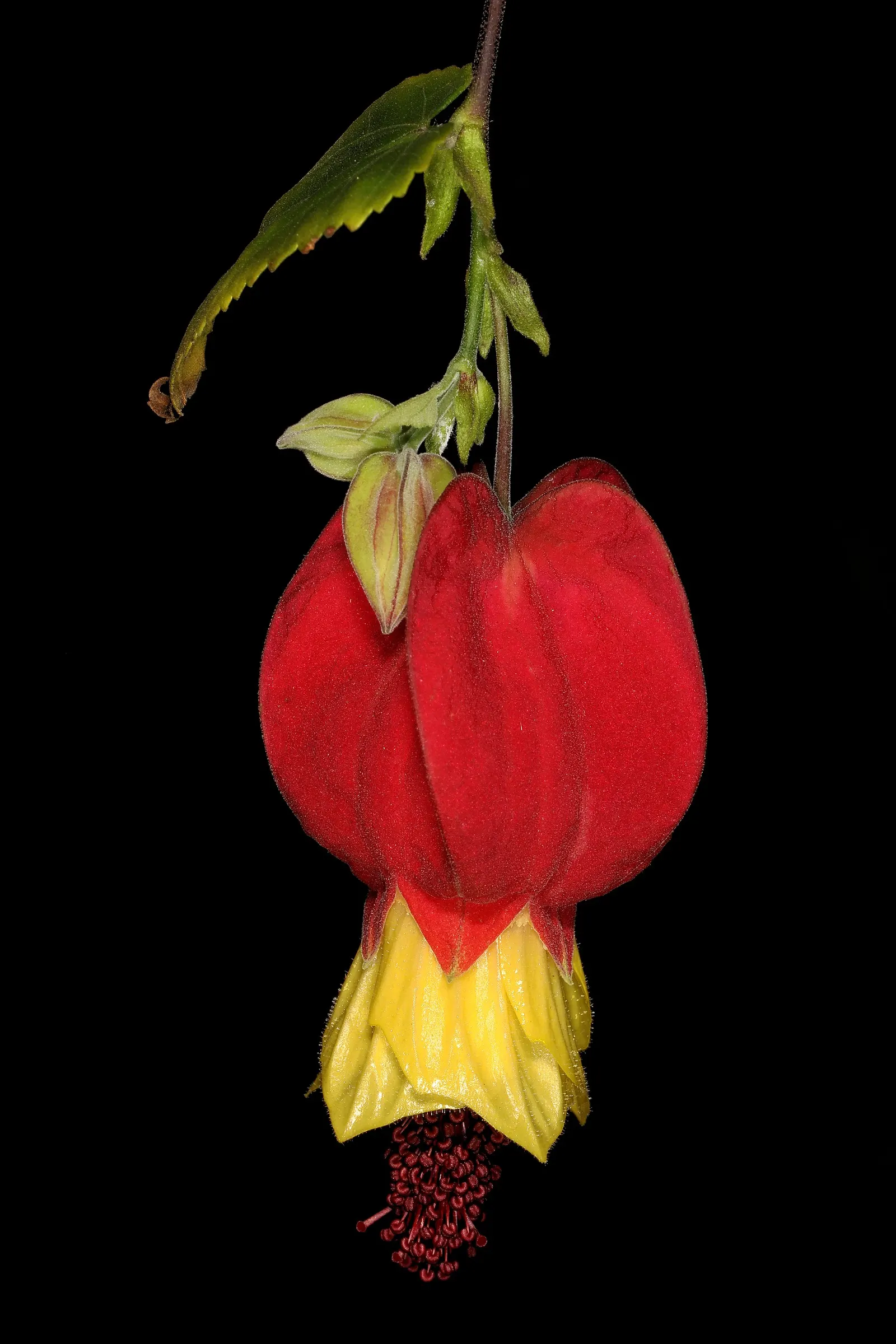 Trailing Abutilon (Abutilon Megapotamicum) — fertile soil and flourishes best when planted in a location receiving full sun to partial shade, image 63