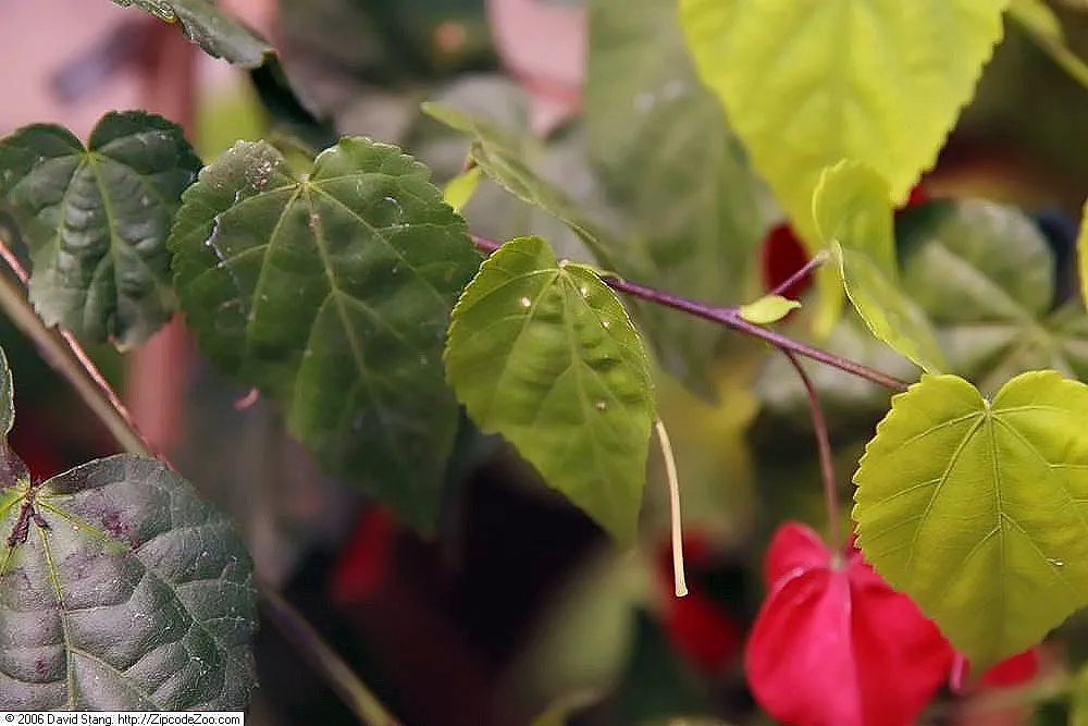 Trailing Abutilon (Abutilon Megapotamicum) — shrub / vine for half or shade
