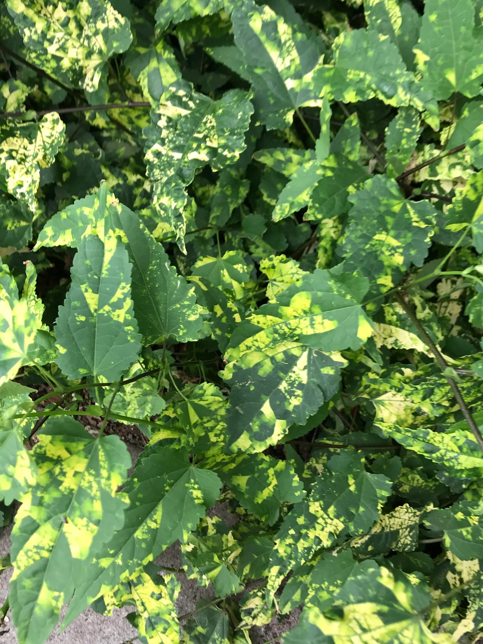 Trailing Abutilon (Abutilon Megapotamicum) — multi-colored and red flowers in the garden