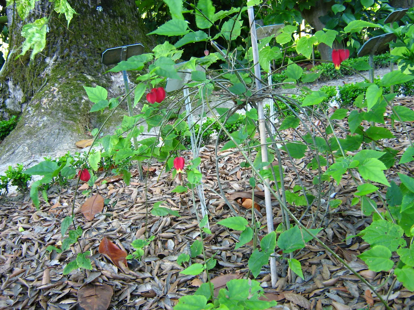 Trailing Abutilon (Abutilon Megapotamicum) — enclosed by a papery red calyx; shrub / vine for half or shade, image 66