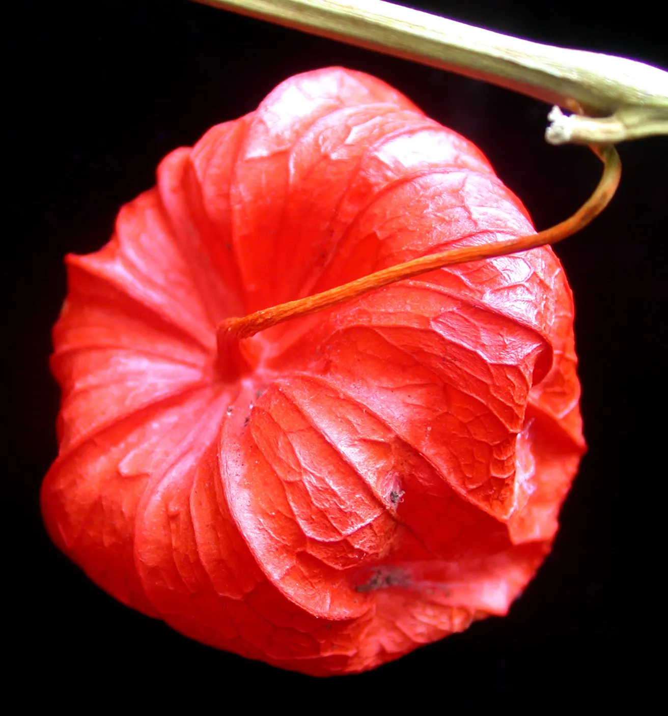 Trailing Abutilon (Abutilon Megapotamicum) — which showcase yellow petals; abutilon megapotamicum can be trained against a trellis or wall