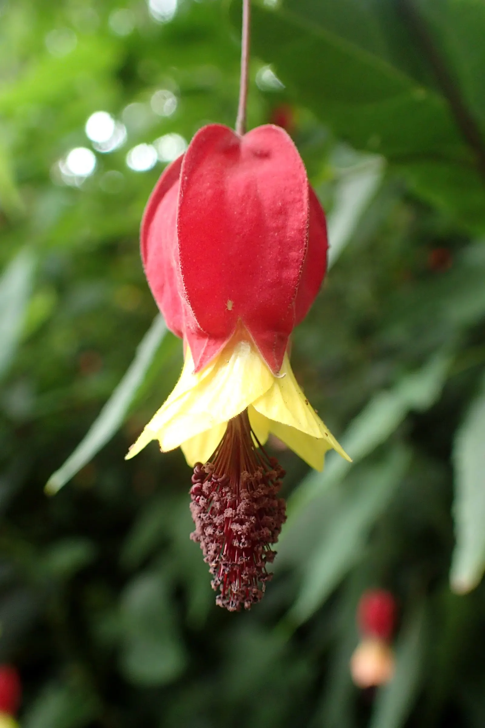 Trailing Abutilon (Abutilon Megapotamicum) — is a trailing evergreen shrub featuring bell-shaped yellow flowers with striking red calyces; it adds, image 55