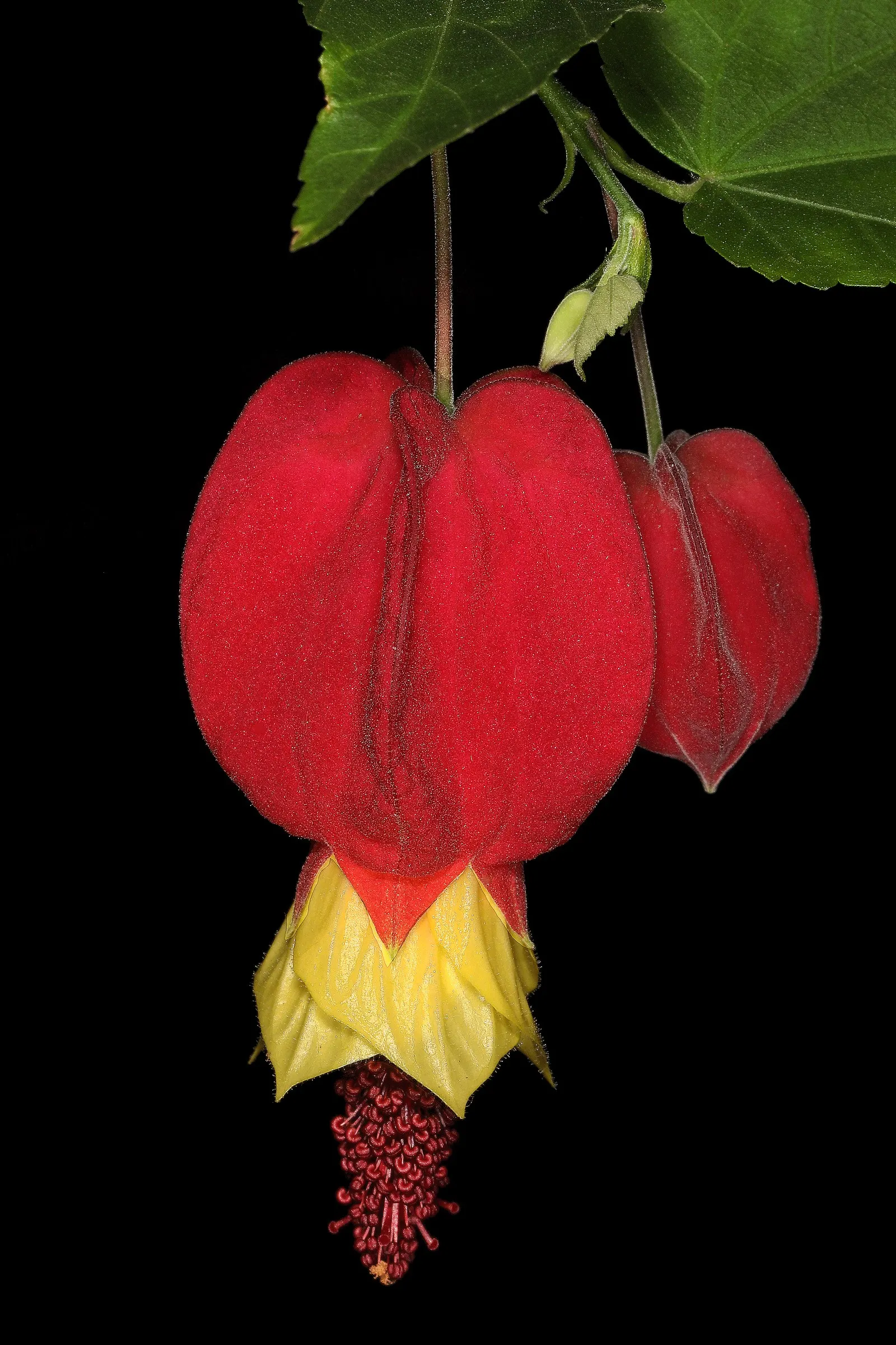 Trailing Abutilon (Abutilon Megapotamicum) — especially during dry spells; is a trailing evergreen shrub featuring bell-shaped yellow flowers with, image 70