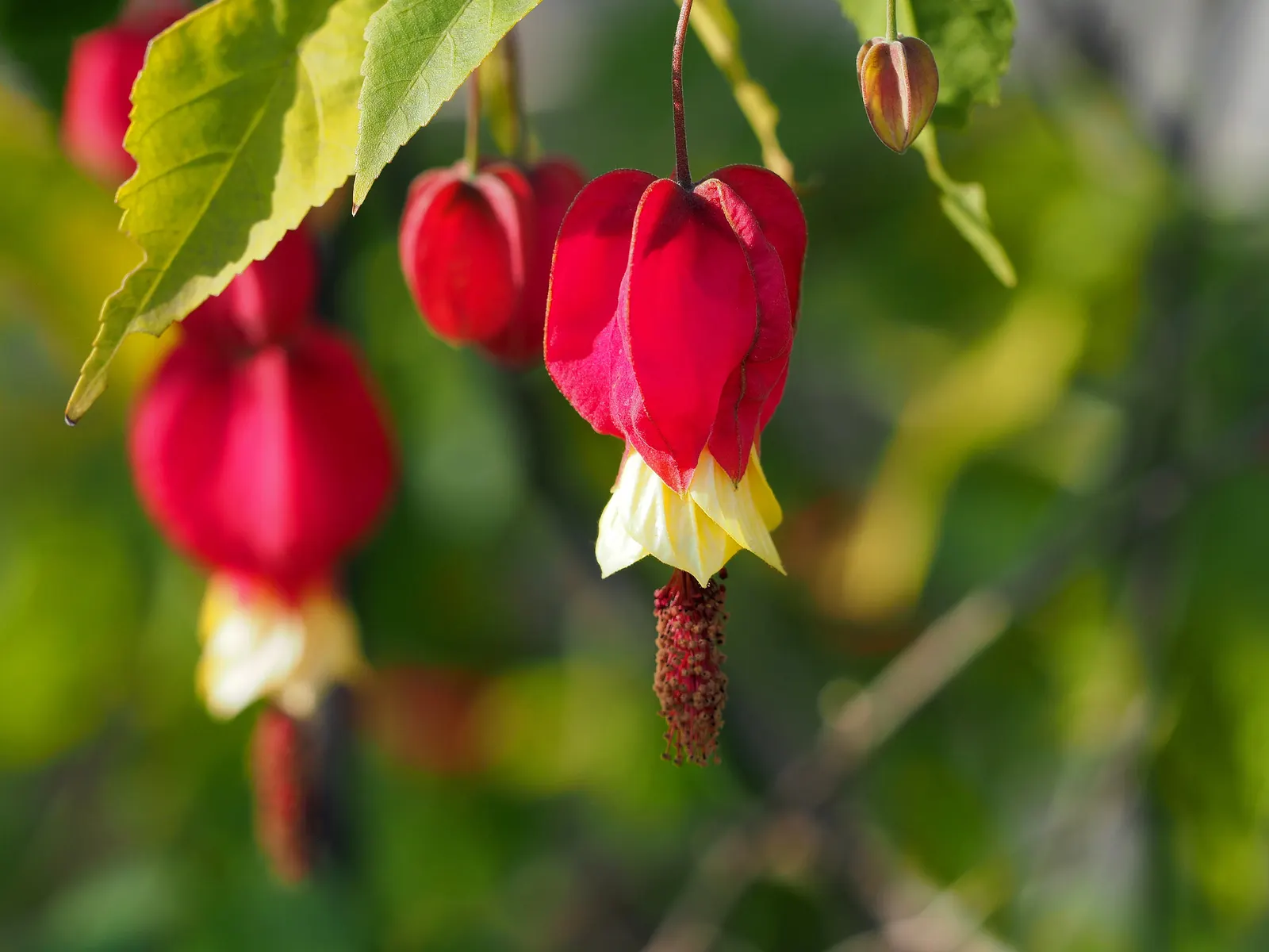 Trailing Abutilon (Abutilon Megapotamicum) — enclosed by a papery red calyx; shrub / vine for half or shade