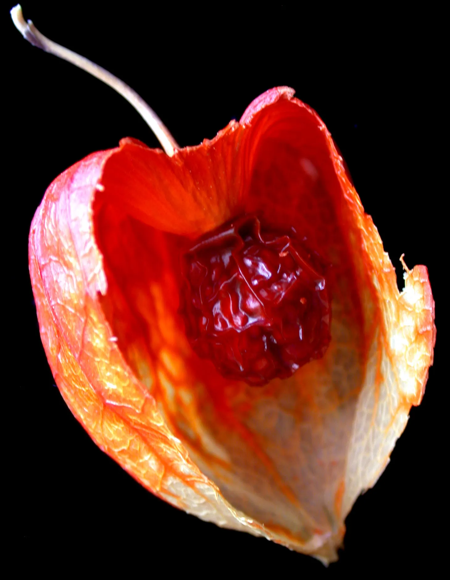 Trailing Abutilon (Abutilon Megapotamicum) — underscore its exotic appearance, image 77