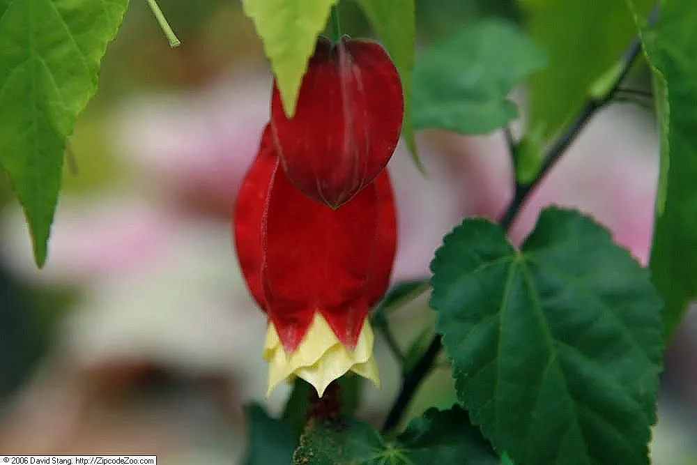 Trailing Abutilon (Abutilon Megapotamicum) — A light application of a balanced