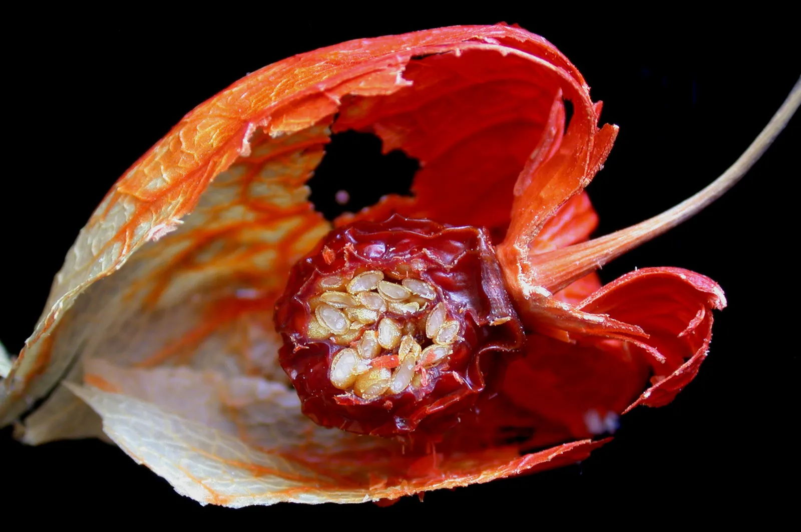 Trailing Abutilon (Abutilon Megapotamicum) — enclosed by a papery red calyx