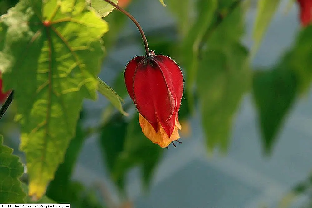 Trailing Abutilon (Abutilon Megapotamicum) — When informing clients of this addition