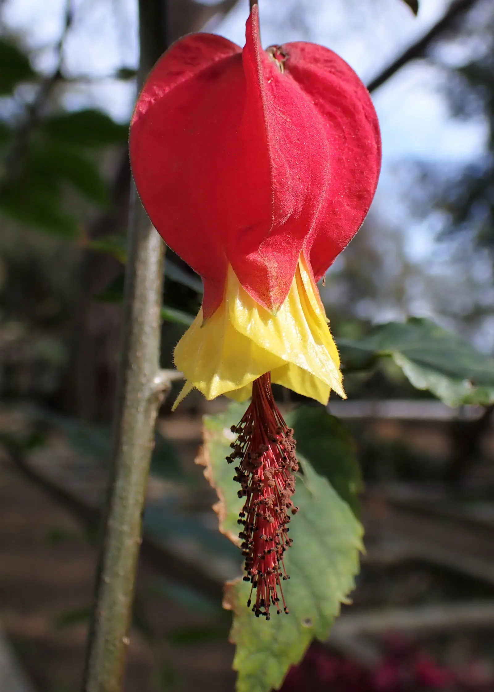 Trailing Abutilon (Abutilon Megapotamicum) — slow-release fertilizer in the spring supports healthy growth and flowering.<br><br>With its cascading; when