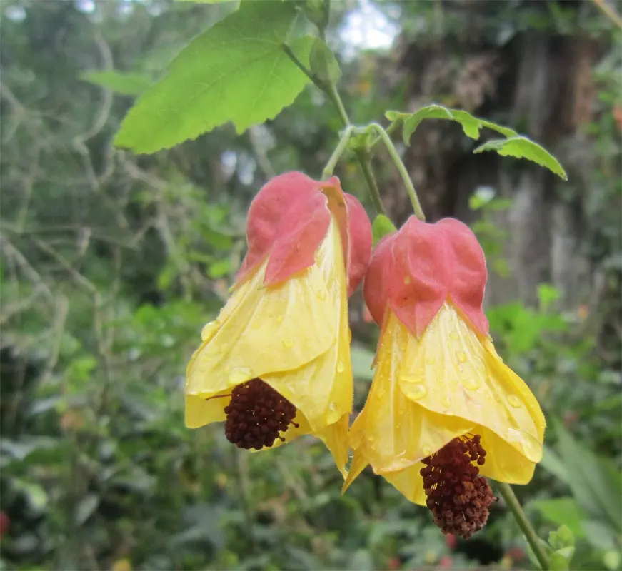 Trailing Abutilon (Abutilon Megapotamicum) — This semi-evergreen shrub typically reaches a height of 6 to 10 feet and spreads out 4 to 6 feet