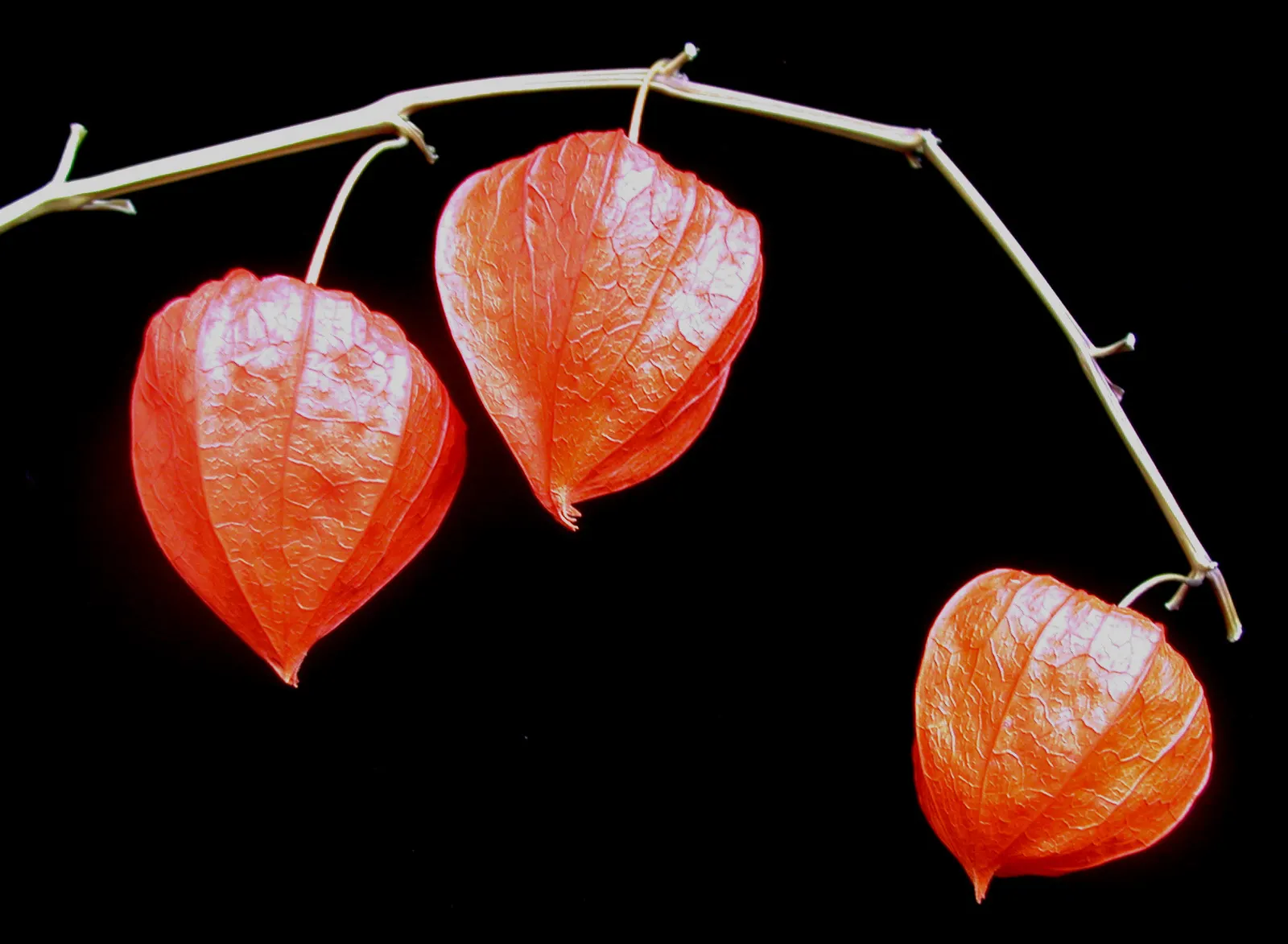 Trailing Abutilon (Abutilon Megapotamicum) — especially during dry spells; is a trailing evergreen shrub featuring bell-shaped yellow flowers with striking red