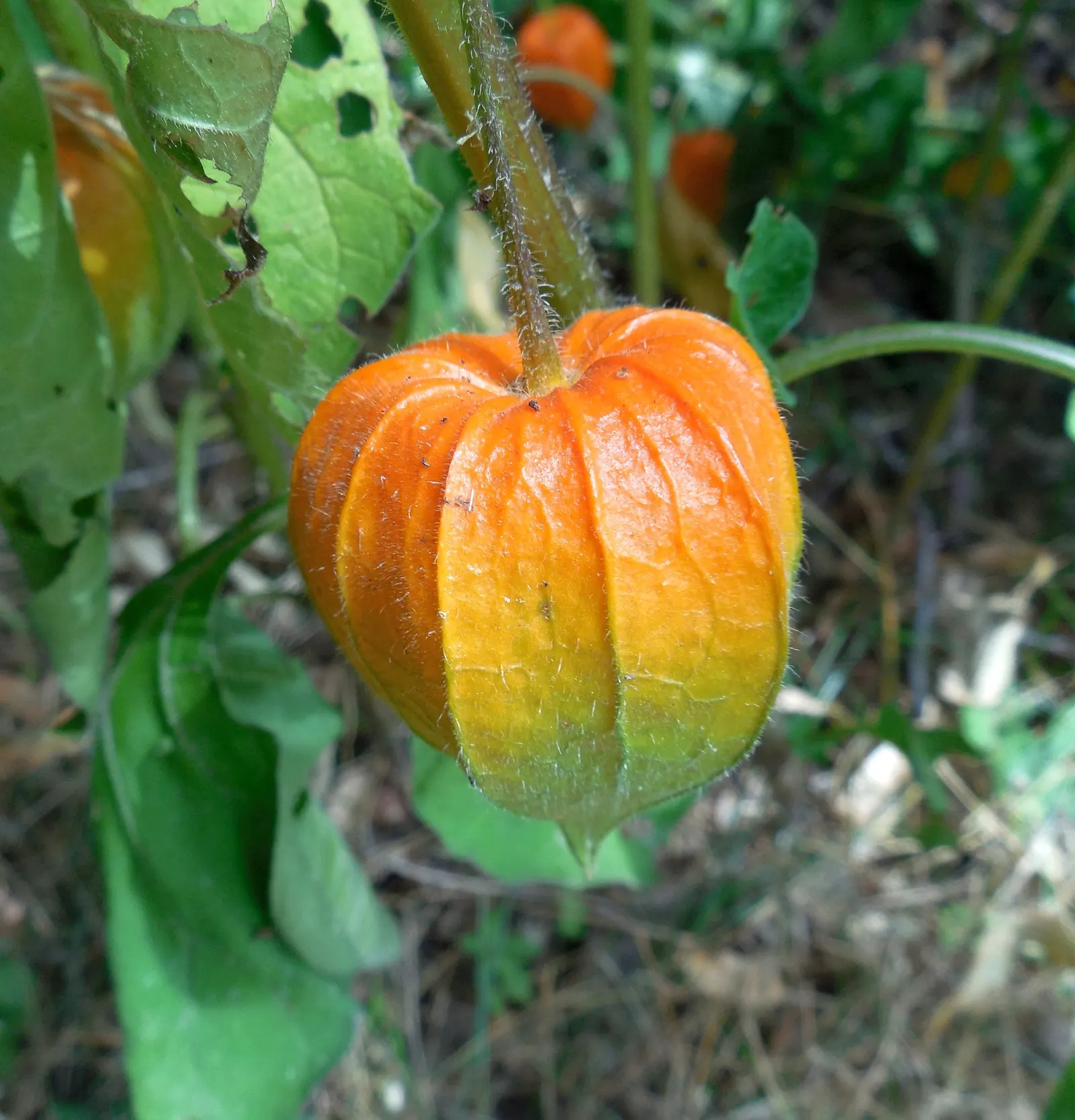 Trailing Abutilon (Abutilon Megapotamicum) — which showcase yellow petals