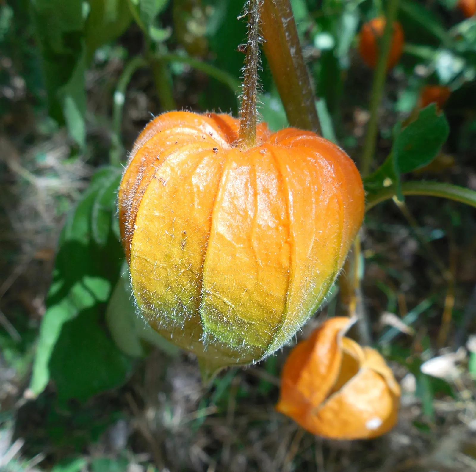 Trailing Abutilon (Abutilon Megapotamicum) — slow-release fertilizer in the spring supports healthy growth and flowering.<br><br>With its, image 73