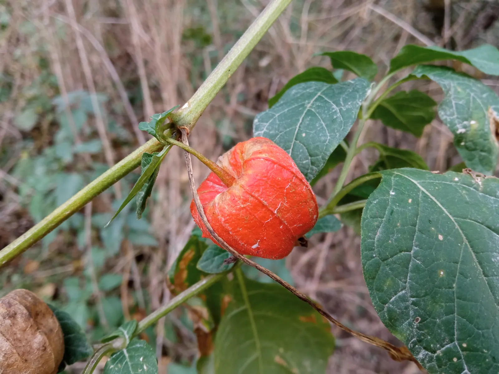 Trailing Abutilon (Abutilon Megapotamicum) — the Chinese Lantern thrives in USDA hardiness zones 7 to 10; shrub / vine with multi-colored and red blooms