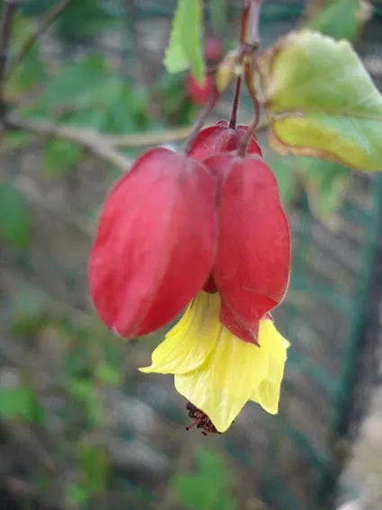 Trailing Abutilon (Abutilon Megapotamicum) — When informing clients of this addition; especially during dry spells