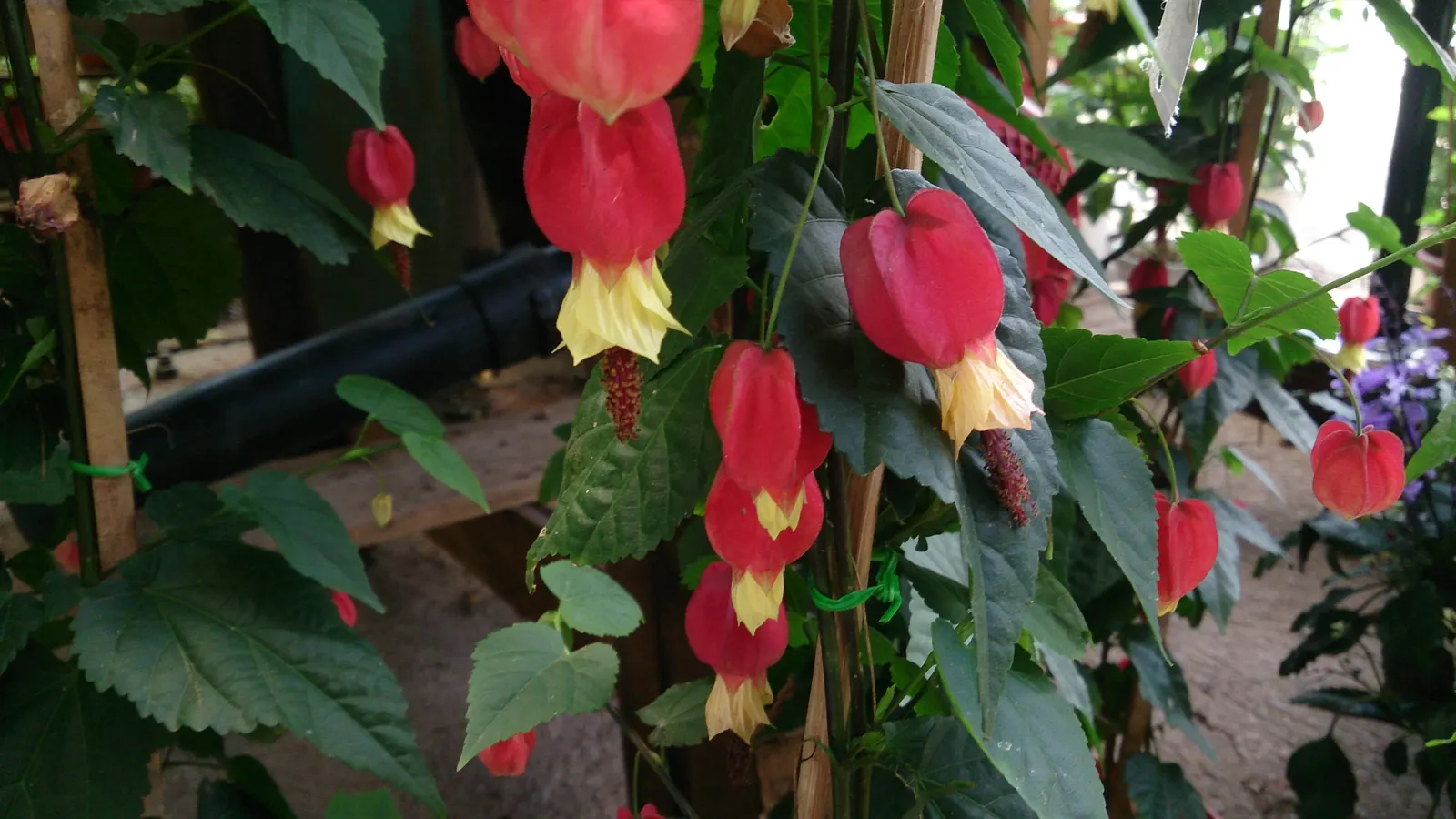 Trailing Abutilon (Abutilon Megapotamicum) — The ample sunlight encourages the prolific blooming of its distinctive flowers; bloom time extends from late