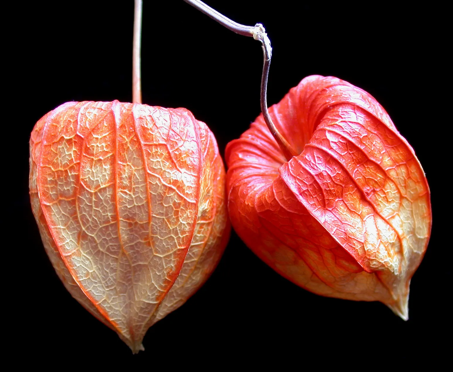 Trailing Abutilon (Abutilon Megapotamicum) — scientifically named Abutilon megapotamicum
