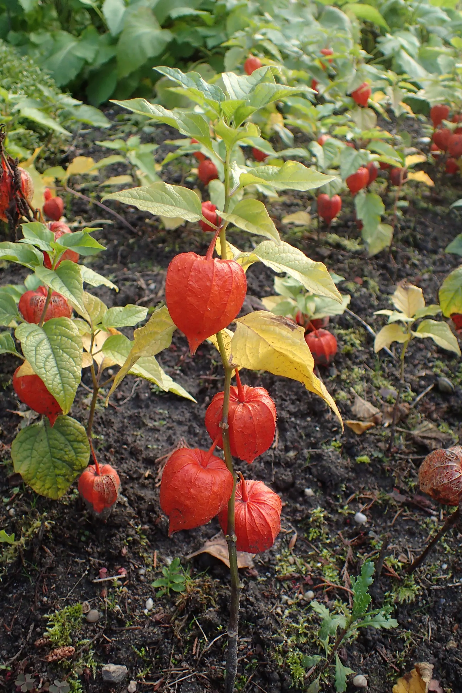 Trailing Abutilon (Abutilon Megapotamicum) — slow-release fertilizer in the spring supports healthy growth and flowering.<br><br>With its cascading