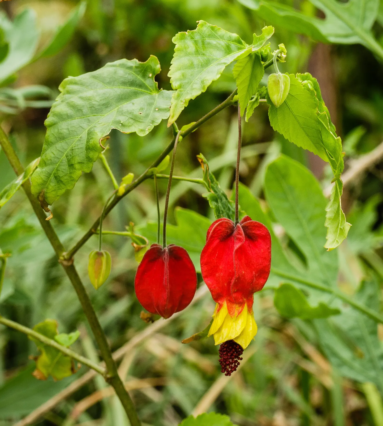 Trailing Abutilon (Abutilon Megapotamicum) — regular watering is essential; offering vertical dimension to garden designs, image 69