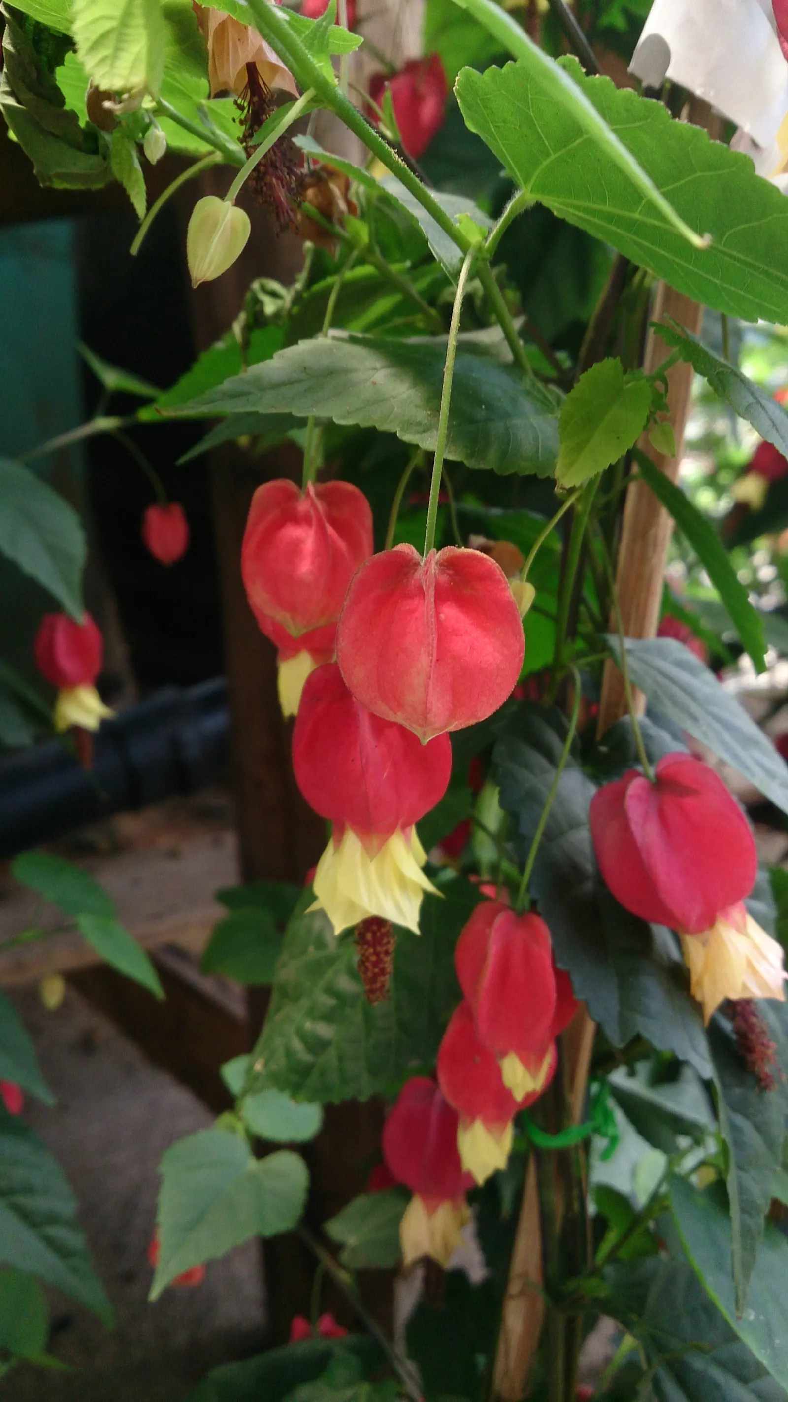 Trailing Abutilon (Abutilon Megapotamicum) — Typically reaching 2-3 feet in height with a spread of 3-4 feet