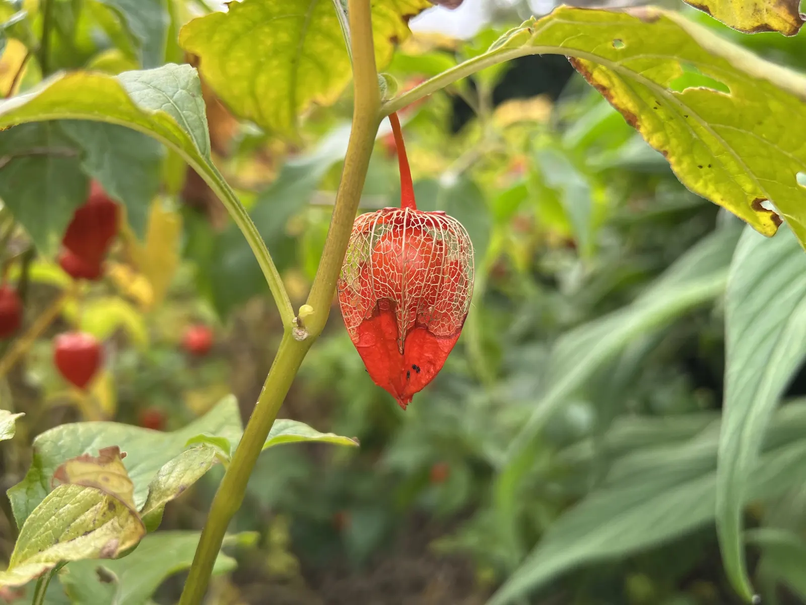 Trailing Abutilon (Abutilon Megapotamicum) — it adds vibrant color and cascading beauty to trellises and hanging baskets