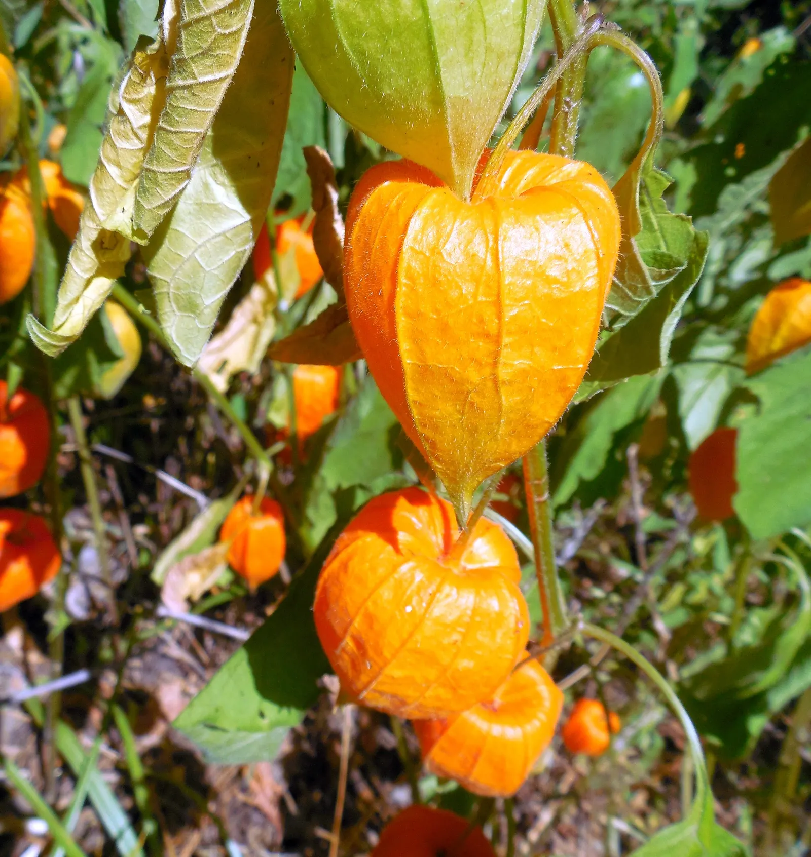 Trailing Abutilon (Abutilon Megapotamicum) — regular watering is essential