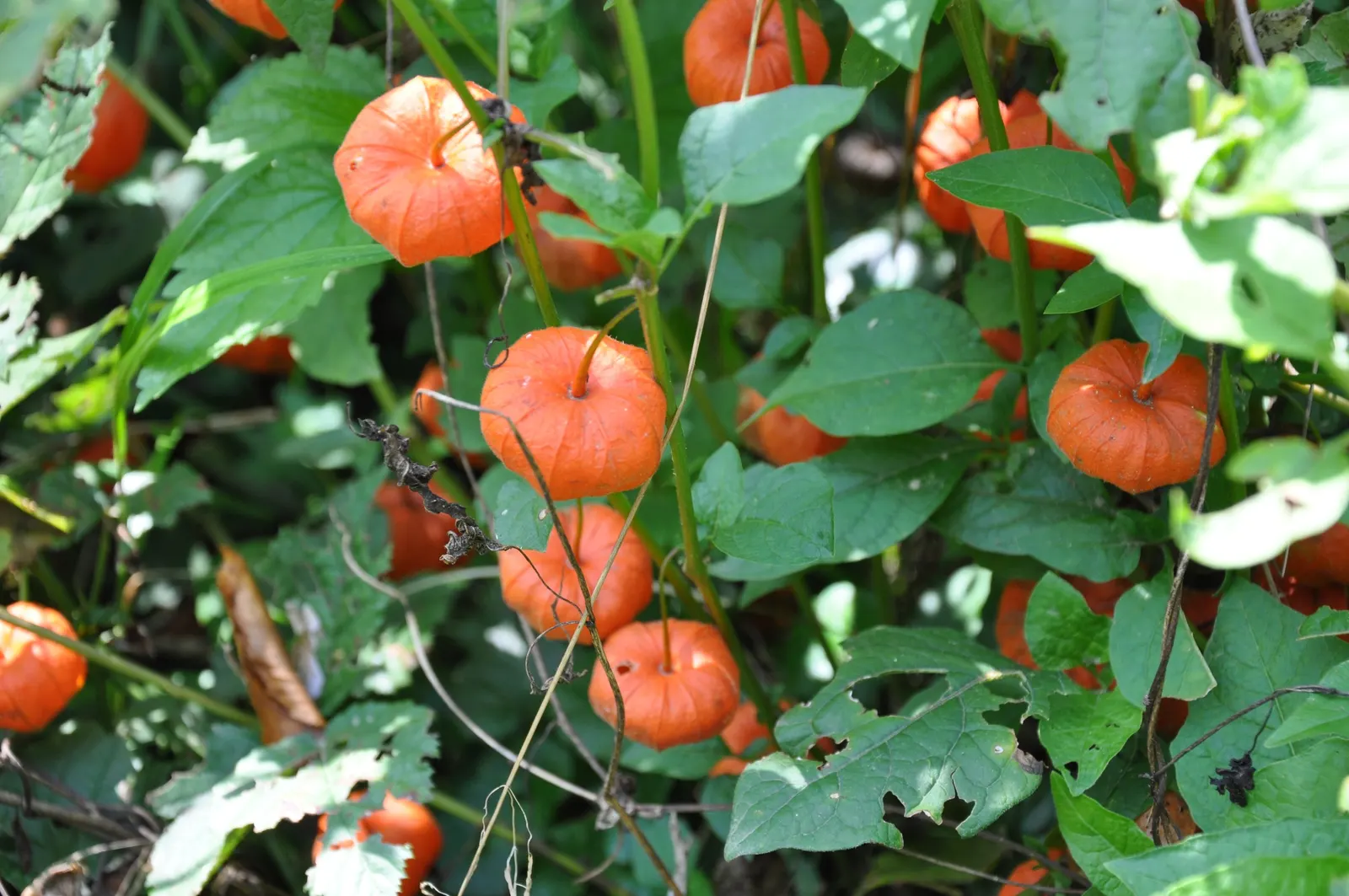 Trailing Abutilon (Abutilon Megapotamicum) — multi-colored and red flowers in the garden; the ample sunlight encourages the prolific blooming of its