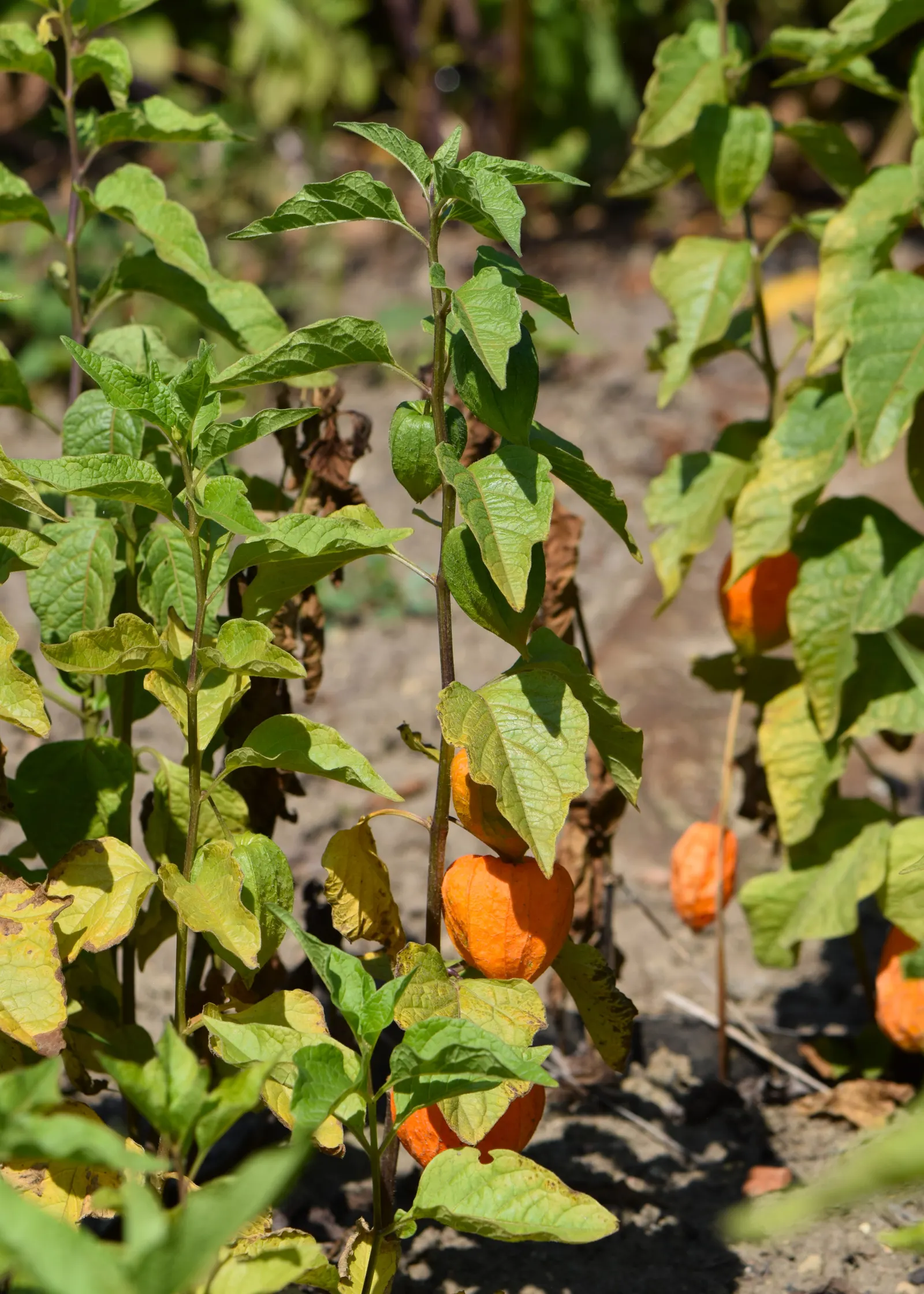 Trailing Abutilon (Abutilon Megapotamicum) — Bloom time extends from late spring to early fall; this semi-evergreen shrub typically reaches a, image 67