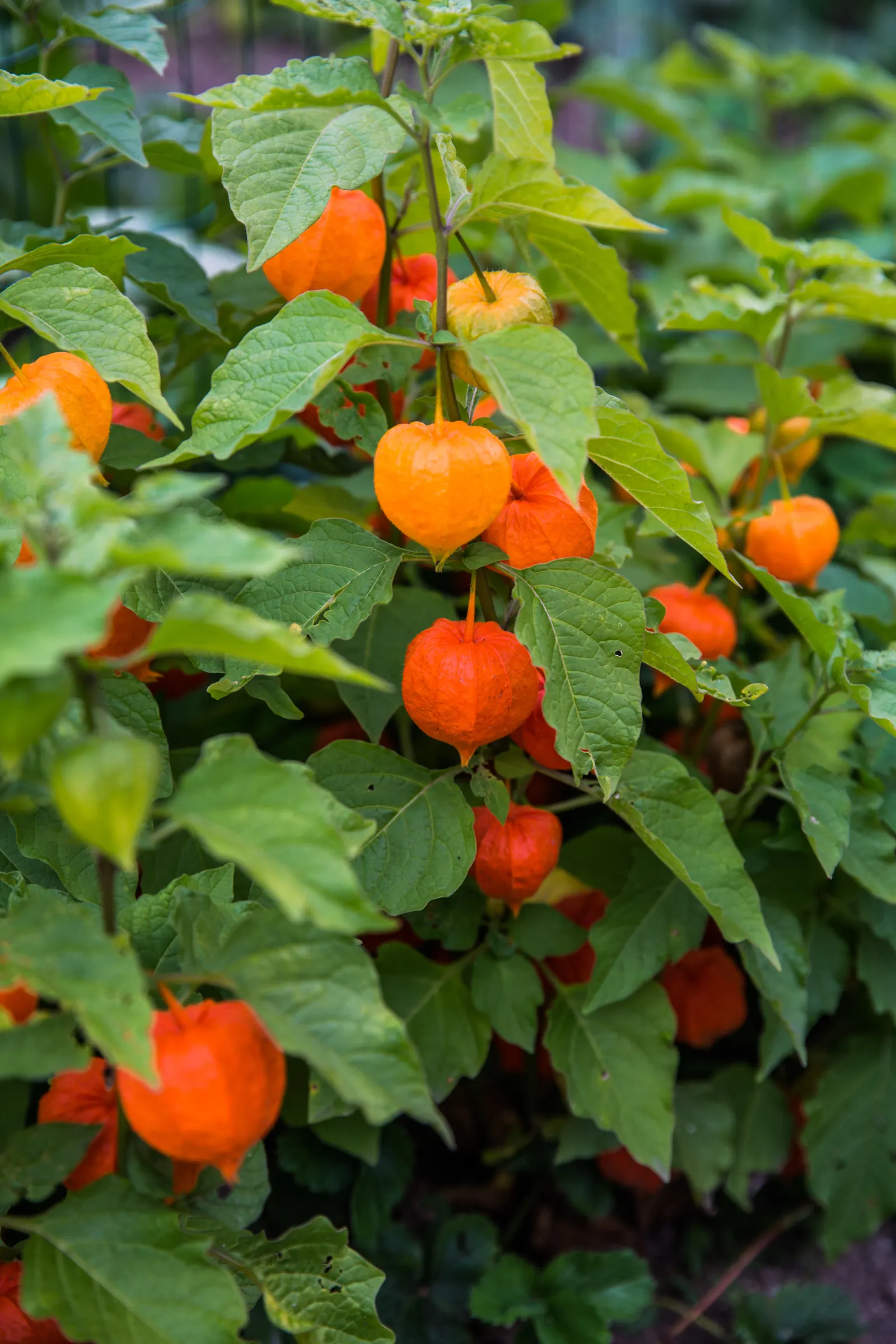 Trailing Abutilon (Abutilon Megapotamicum) — fertile soil and flourishes best when planted in a location receiving full sun to partial shade; scientifically